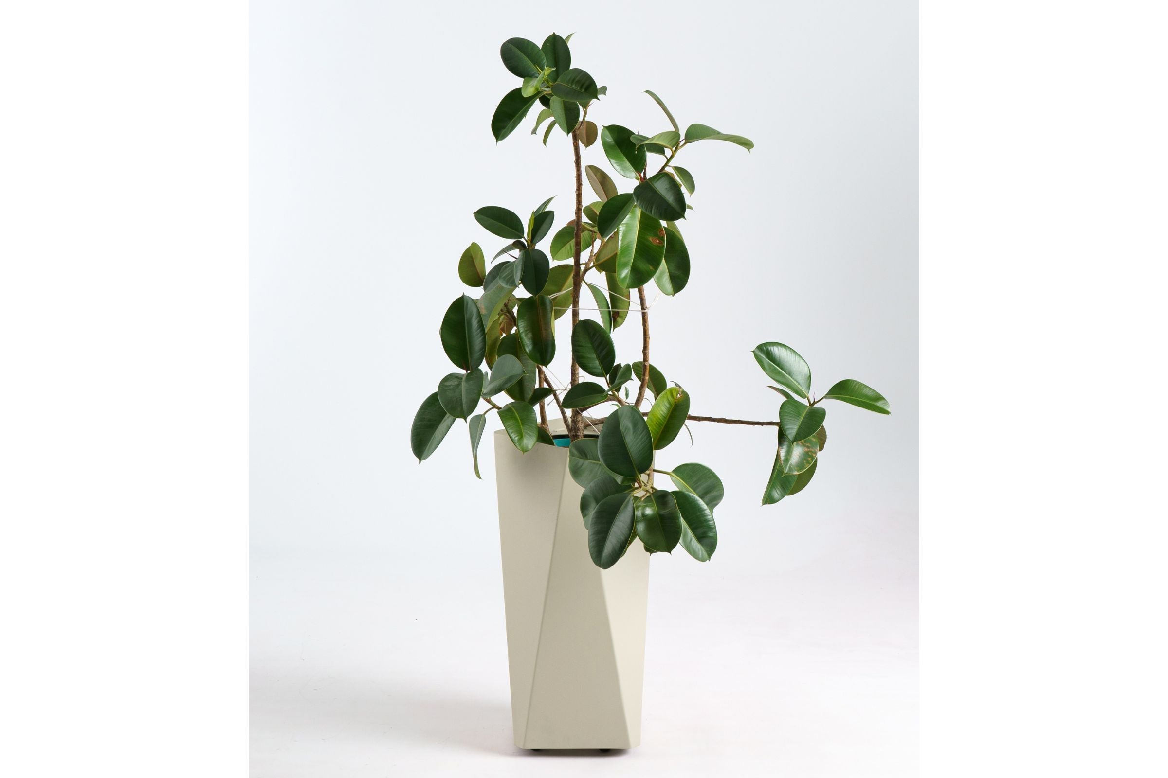 KINO Designer Gartenpflanztopf S von GARDA mit Pflanze
